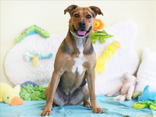 PIPER, an adoptable Black Mouth Cur in Tavares, FL