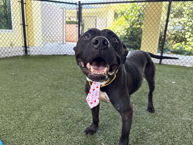 MINK