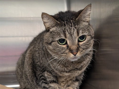 PENNY, Senior Domestic Short Hair (medium coat), cat for adoption in St. Cloud, Florida
