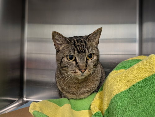 BETTY, Senior Domestic Short Hair (medium coat), cat for adoption in St. Cloud, Florida