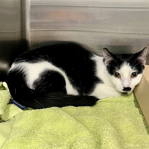 MINI, Young Domestic Short Hair (medium coat), cat for adoption in St. Cloud, Florida