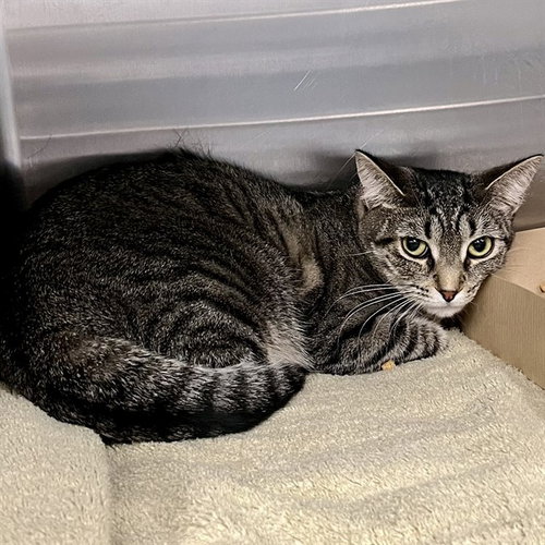 CHLOE, Young Domestic Short Hair (medium coat), cat for adoption in St. Cloud, Florida