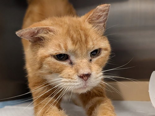 EMILE, Senior Domestic Short Hair (medium coat), cat for adoption in St. Cloud, Florida