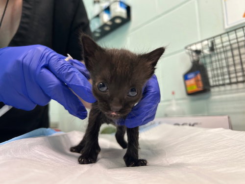 TROY, Baby Domestic Short Hair (medium coat), cat for adoption in St. Cloud, Florida