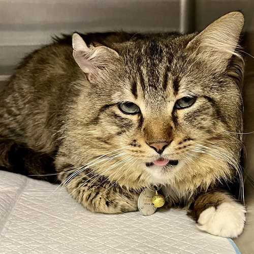 KISHU, Adult Domestic Medium Hair (medium coat), cat for adoption in St. Cloud, Florida