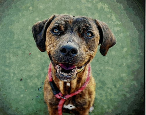 GROOT, an adoptable Boxer in Tavares, FL