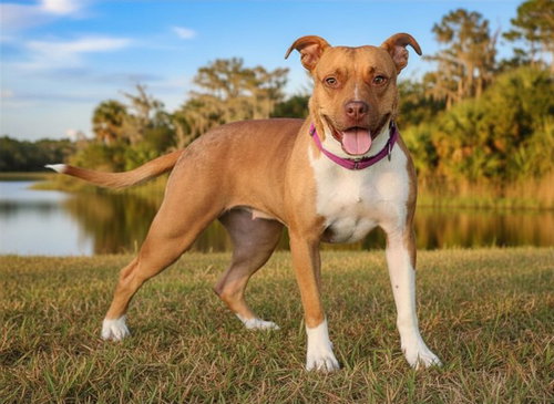 KIA, an adoptable American Bulldog in Tavares, FL