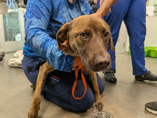 DALLAS, an adoptable Plott Hound in Tavares, FL