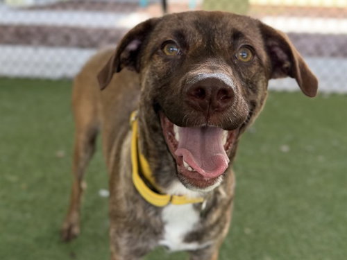 DALLAS, an adoptable Plott Hound in Tavares, FL