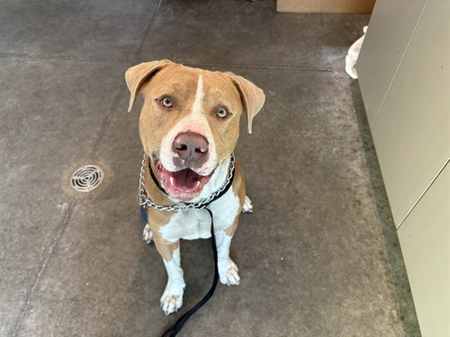 BUBBA, an adoptable American Bulldog in Tavares, FL