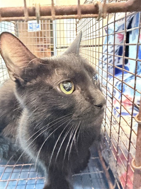 FINDLAY, Young Domestic Medium Hair (medium coat), cat for adoption in Altamonte Springs, Florida