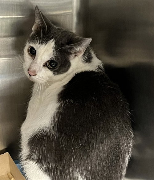 ROMA, Adult Domestic Short Hair (medium coat), cat for adoption in Altamonte Springs, Florida