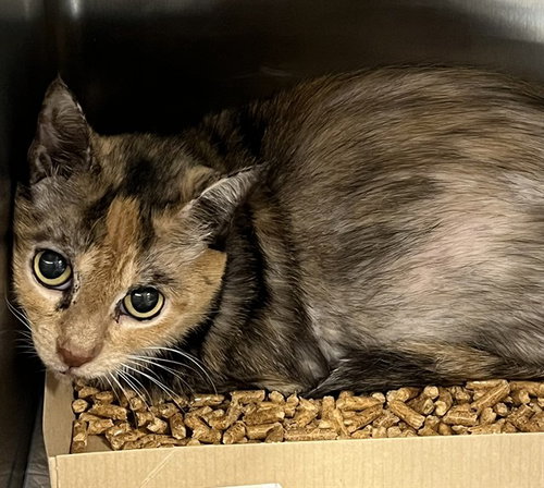 PATCHEY, Senior Domestic Short Hair (medium coat), cat for adoption in Altamonte Springs, Florida