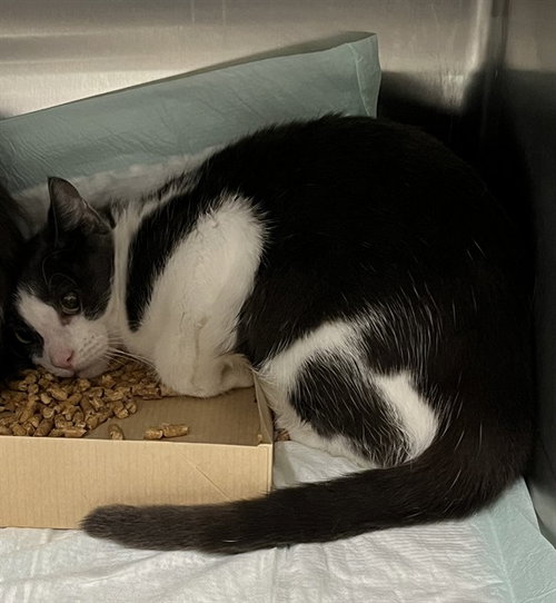 JESI, Adult Domestic Short Hair (medium coat), cat for adoption in Altamonte Springs, Florida