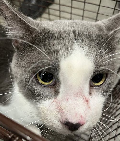 GREECE, Adult Domestic Short Hair (medium coat), cat for adoption in Altamonte Springs, Florida