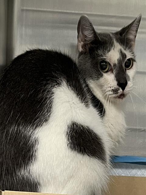SORA, Adult Domestic Short Hair (medium coat), cat for adoption in Altamonte Springs, Florida