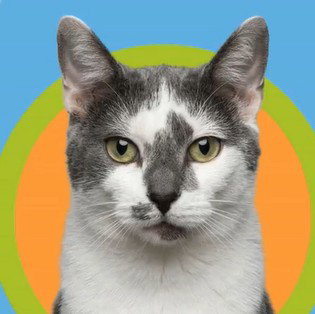 picture of the cat needing adoption