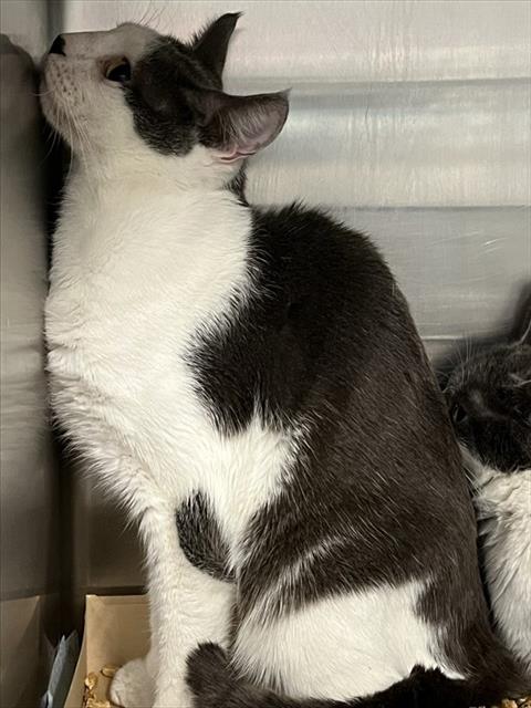 LAZIO, Adult Domestic Short Hair (medium coat), cat for adoption in Altamonte Springs, Florida