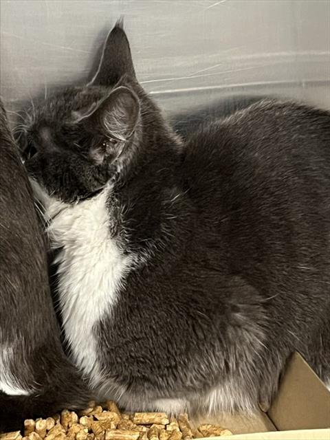 ALBA, Adult Domestic Short Hair (medium coat), cat for adoption in Altamonte Springs, Florida