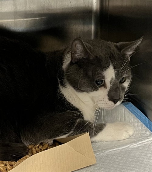 PALERMO, Adult Domestic Short Hair (medium coat), cat for adoption in Altamonte Springs, Florida