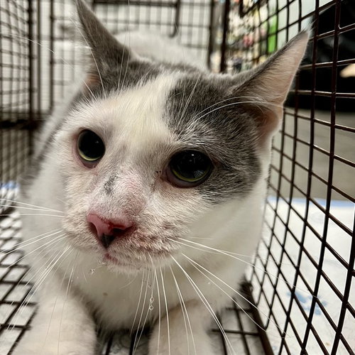 ITALIA, Adult Domestic Short Hair (medium coat), cat for adoption in Altamonte Springs, Florida