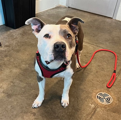 BUDDY, an adoptable American Pit Bull Terrier in Tavares, FL