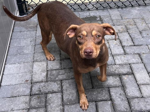 HAZEL, an adoptable Rhodesian Ridgeback in Tavares, FL