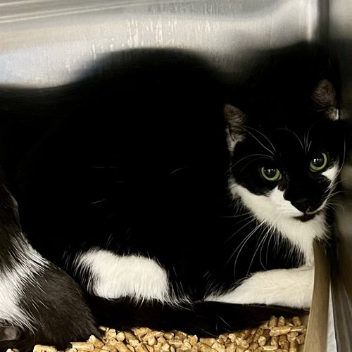 BARI, Adult Domestic Short Hair (medium coat), cat for adoption in Altamonte Springs, Florida