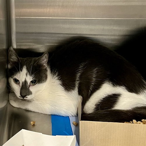 MARSALA, Young Domestic Short Hair (medium coat), cat for adoption in Altamonte Springs, Florida