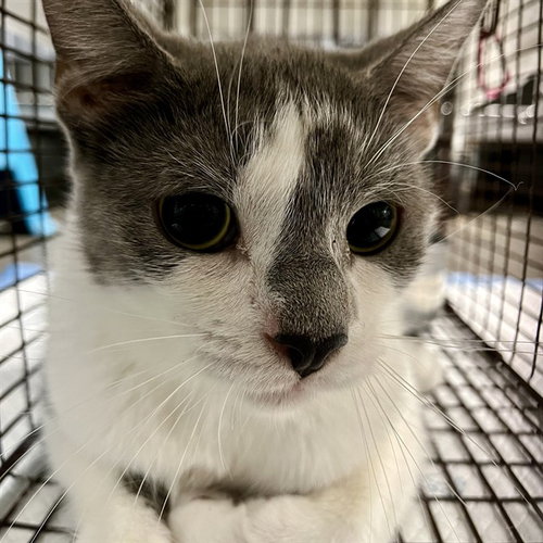 LODI, Adult Domestic Short Hair (medium coat), cat for adoption in Altamonte Springs, Florida