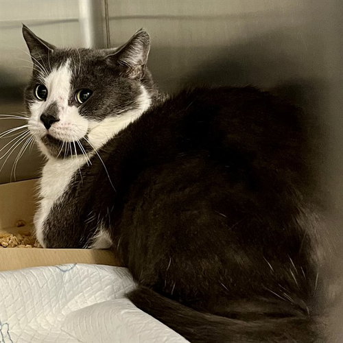 VERNON, Adult Domestic Short Hair (medium coat), cat for adoption in Altamonte Springs, Florida