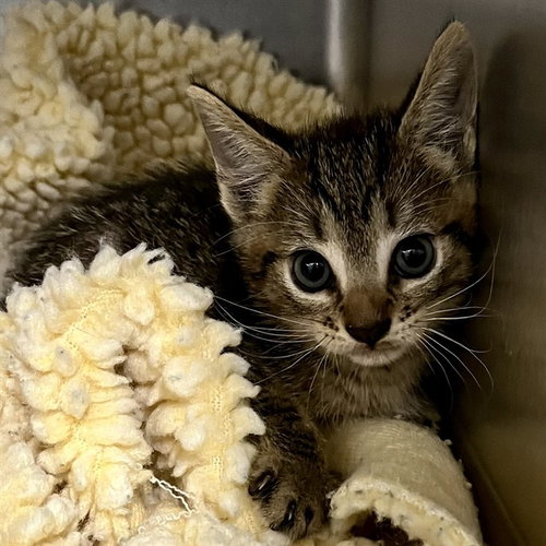 RICHMOND, Baby Domestic Short Hair (medium coat), cat for adoption in Altamonte Springs, Florida