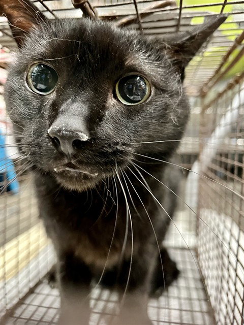 CHANNING, Young Domestic Short Hair (medium coat), cat for adoption in Altamonte Springs, Florida