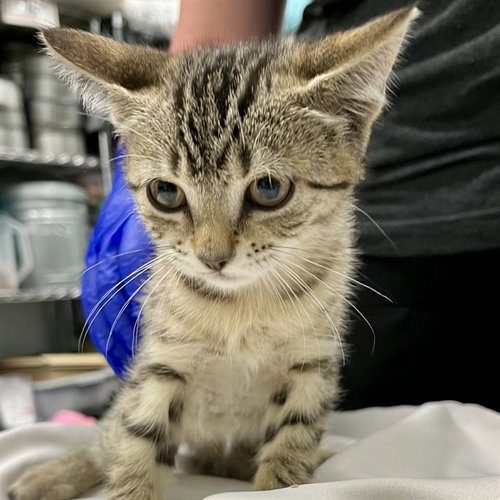 ALASKA, Baby Domestic Short Hair (medium coat), cat for adoption in Altamonte Springs, Florida