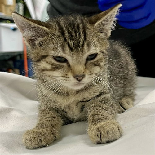 ARKANSAS, Baby Domestic Short Hair (medium coat), cat for adoption in Altamonte Springs, Florida
