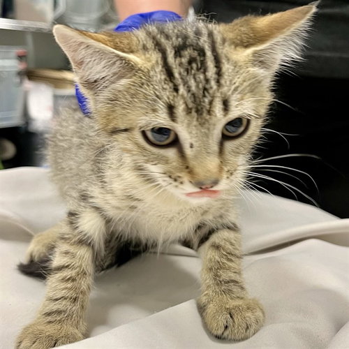 ARIZONA, Baby Domestic Short Hair (medium coat), cat for adoption in Altamonte Springs, Florida