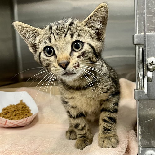 CALIFORNIA, Baby Domestic Short Hair (medium coat), cat for adoption in Altamonte Springs, Florida