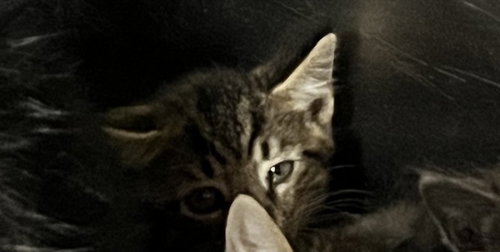 OIL CHANGE, Baby Domestic Short Hair (medium coat), cat for adoption in Altamonte Springs, Florida
