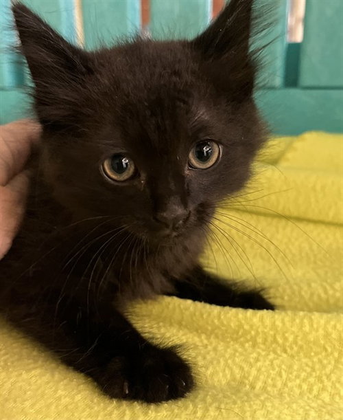 BO, Baby Domestic Short Hair (medium coat), cat for adoption in Altamonte Springs, Florida