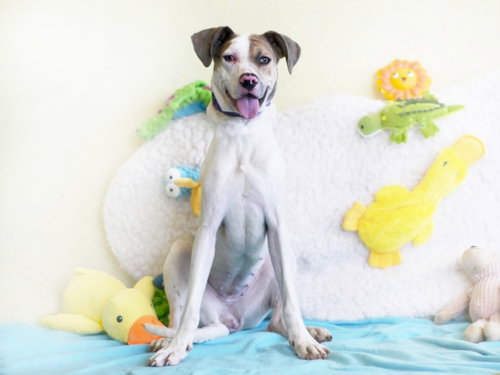 JASMINE, an adoptable American Pit Bull Terrier in Tavares, FL
