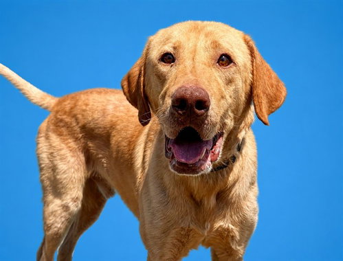 TUKTUK, an adoptable Labrador Retriever in Tavares, FL