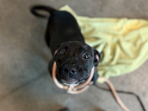 SIERRA, an adoptable American Staffordshire Terrier in Tavares, FL
