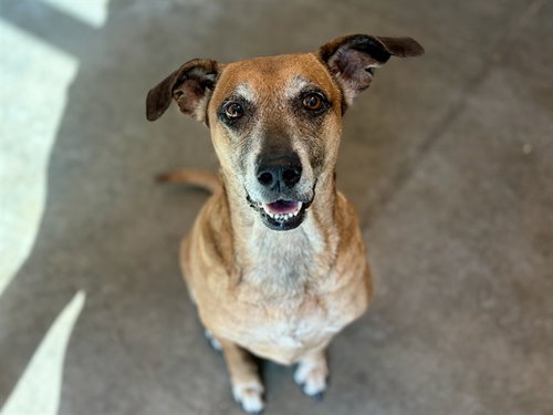 LUNA, an adoptable Black Mouth Cur in Tavares, FL