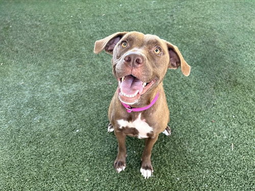 BABY GIRL, an adoptable Labrador Retriever in Tavares, FL