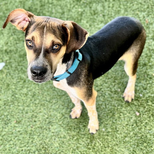 TEXAS, an adoptable American Foxhound in Tavares, FL