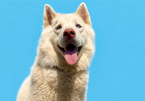 JETTA, an adoptable Husky in Tavares, FL