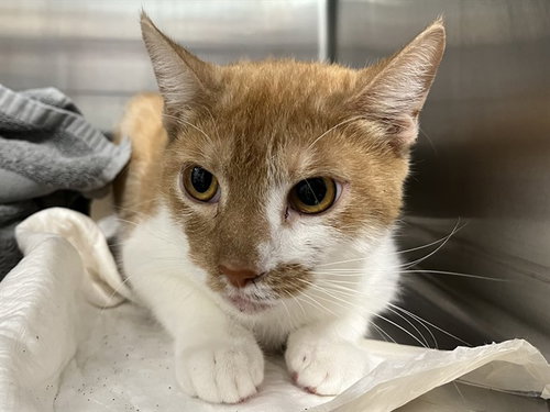 VENICE, an adoptable Domestic Short Hair in Tavares, FL