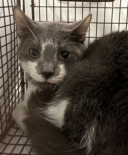 SARDINIA, Adult Domestic Medium Hair (medium coat), cat for adoption in Tavares, Florida