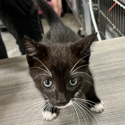 SCOTLAND, an adoptable Domestic Short Hair in Tavares, FL