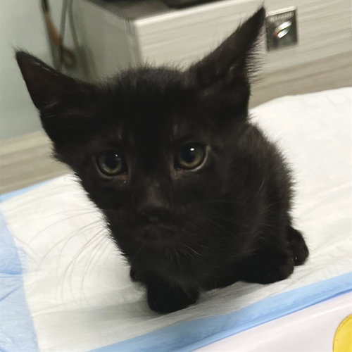 COCO, an adoptable Domestic Short Hair in Tavares, FL